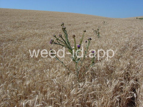thistle, Scotch